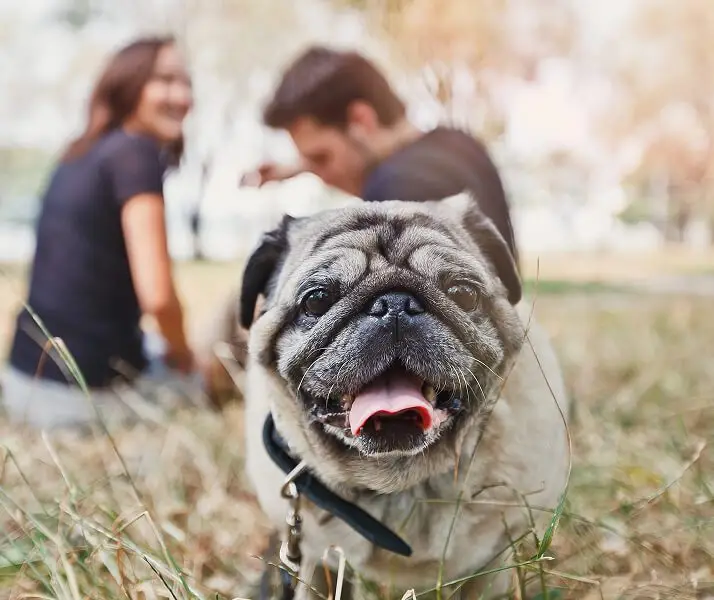 Pug sitting in the grass with a couple behind it