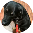 Black dog wearing a red collar