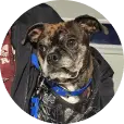 Brindle dog wearing a blue collar