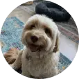 Cream-coloured dog looking up at the camera